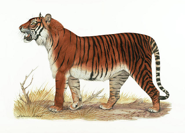 Балийский тигр