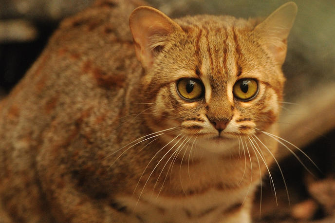 Пятнисто-рыжая кошка
