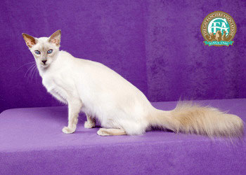 Балинезийская кошка (Балинез)