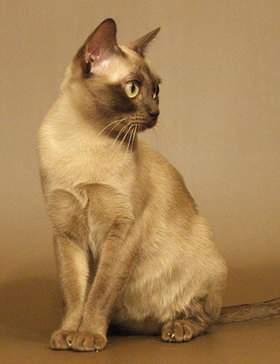 Бурманская кошка (Бурма)