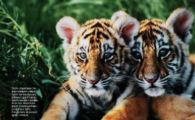 Амурские тигрята