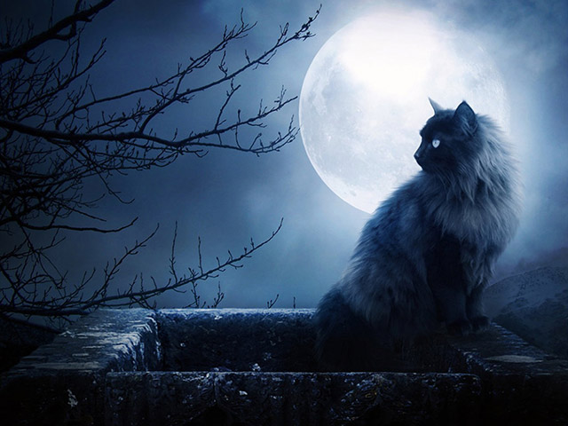 Кошка и луна