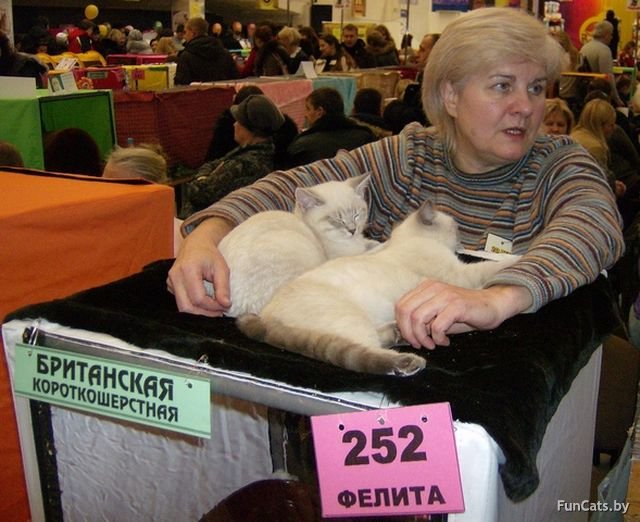 Выставка кошек «Лучшая кошка Беларуси»