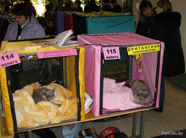 Выставка кошек «Лучшая кошка Беларуси»