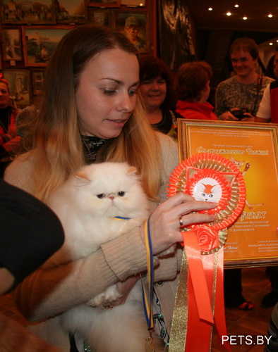 Международная выставка кошек в Киеве