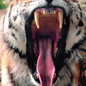 Пасть амурского тигра