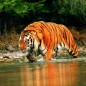 Южно-китайский тигр