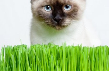 Почему кошка ест траву?