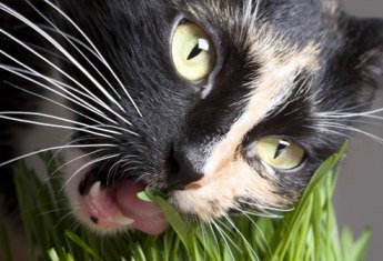 Кошка ест траву