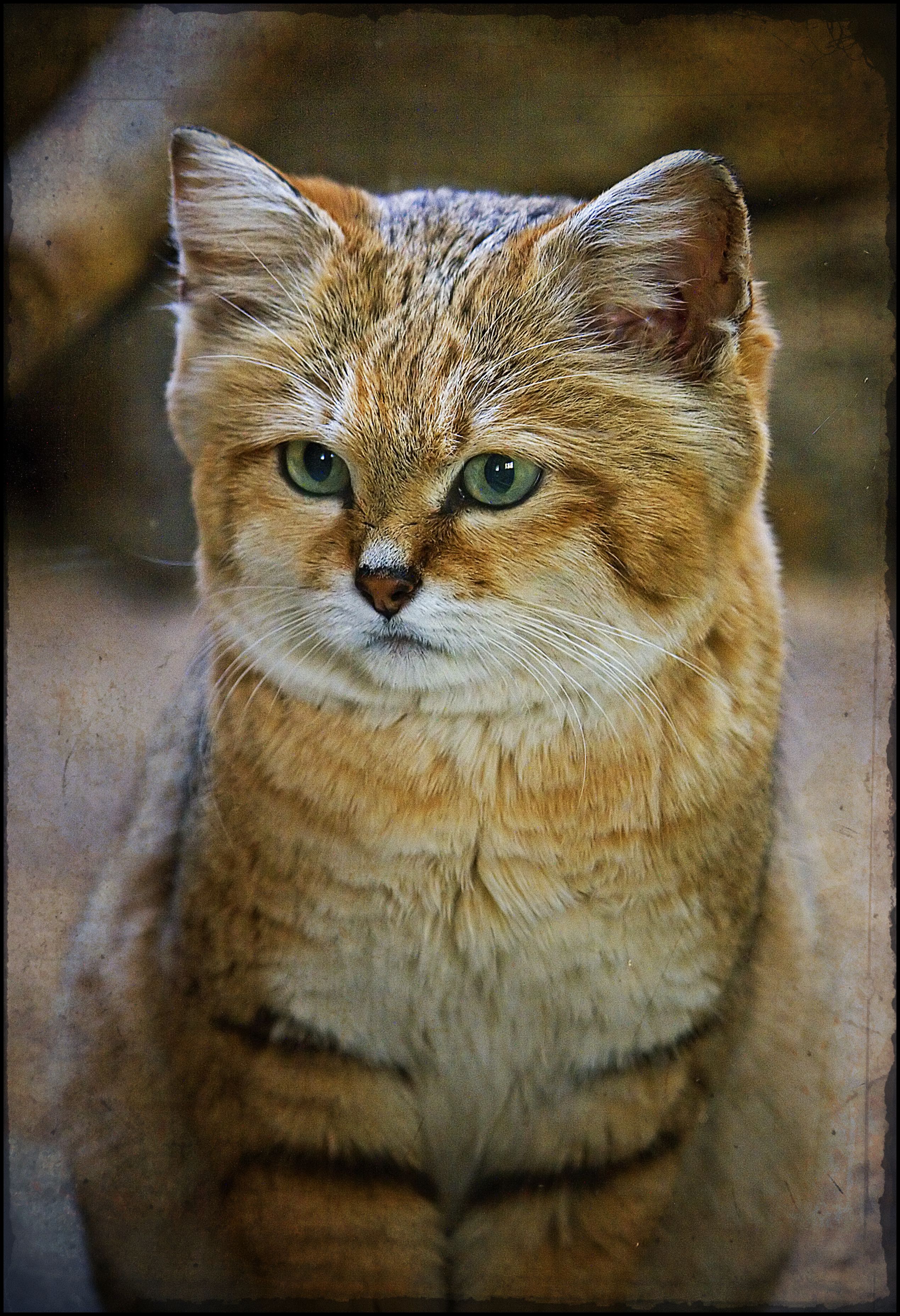 Дзен барханный кот