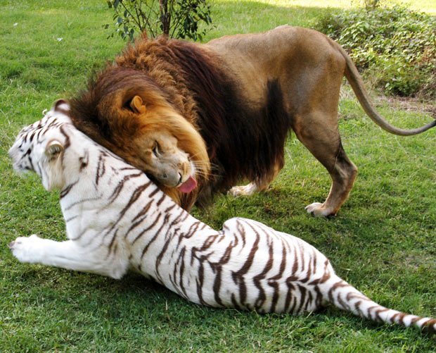 Лев и тигр — друзья навсегда
