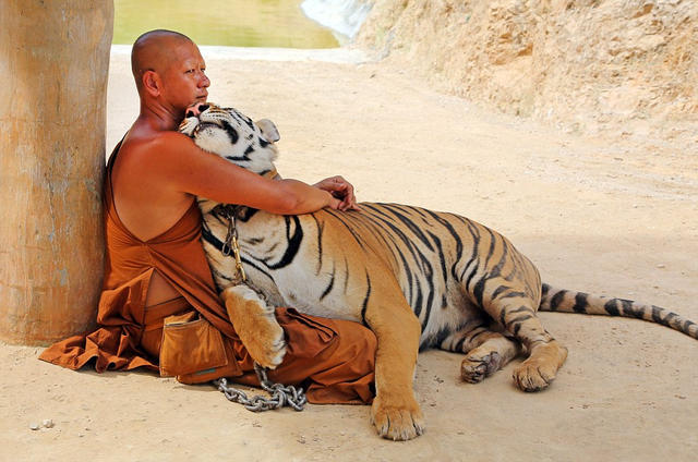 Монах обнимает тигра