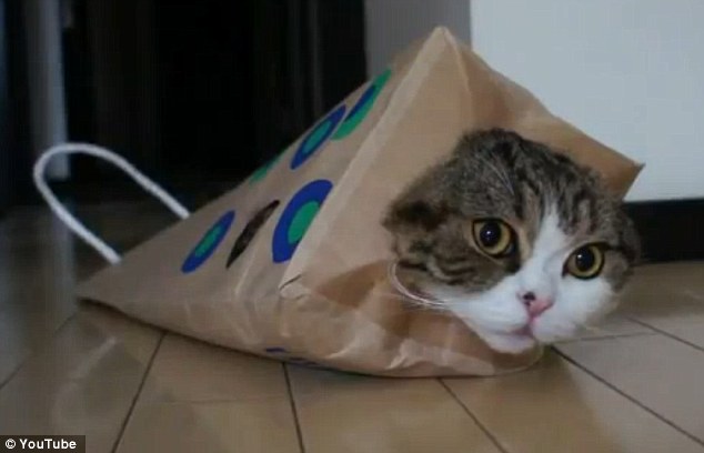 Кот в пакете