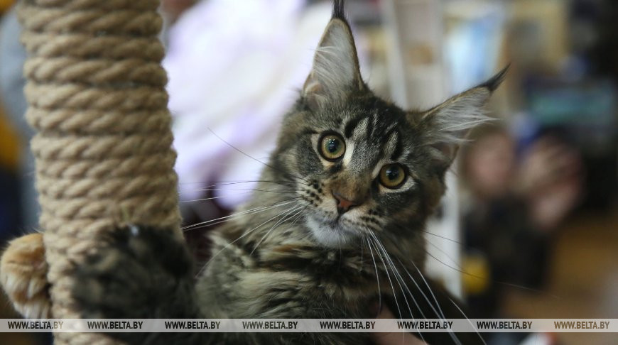 Выставка кошек Мистер Кот