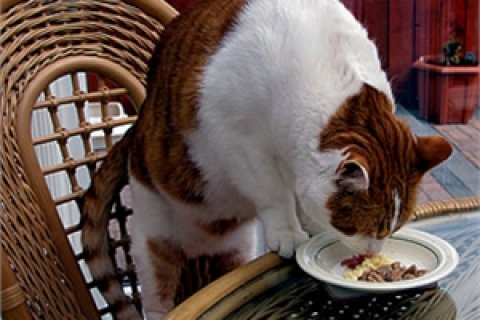 Три секрета правильного питания кошки