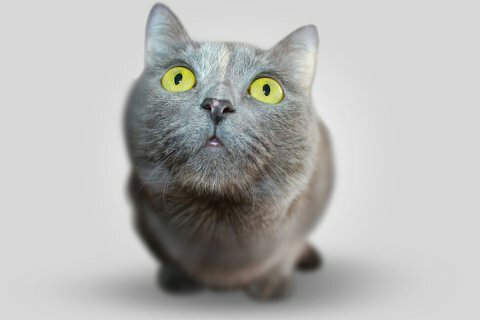 Выяснено, как по-настоящему кошки относятся к людям